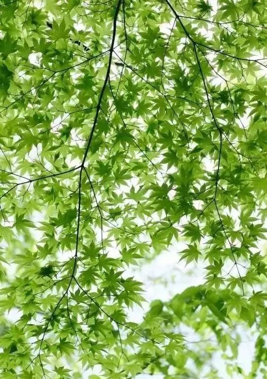 探究3G手机摄影奥秘：基础、光线与色彩，拍摄更上乘的作品