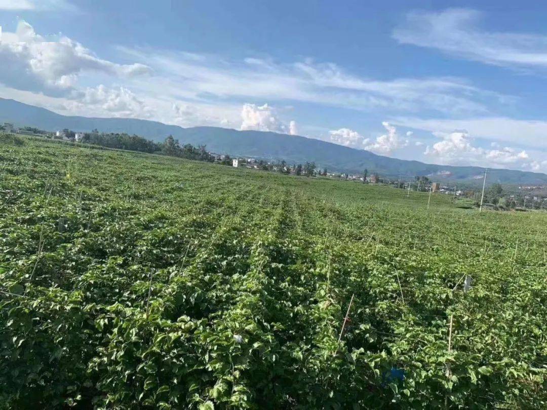苹果4g显示3g网络_苹果显示网络不可用是怎么回事_苹果显示网络中断