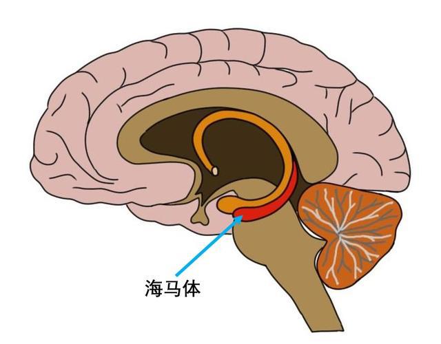 危害网络的主要因素包括_3g网络对人体的危害_危害人体健康