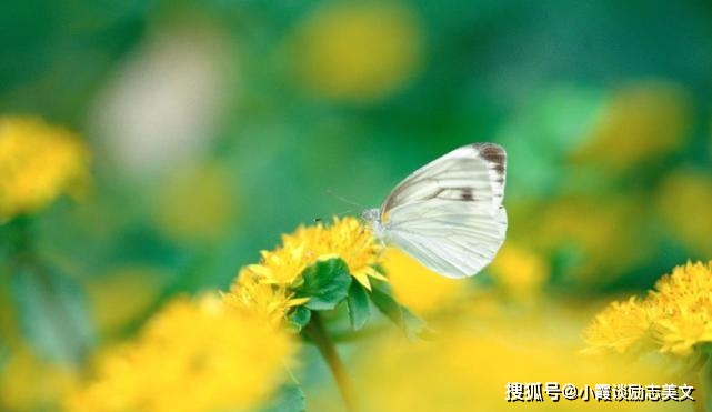 吃鸡吃内存频率_内存3G手机玩吃鸡帧极限_内存对吃鸡fps提升大吗
